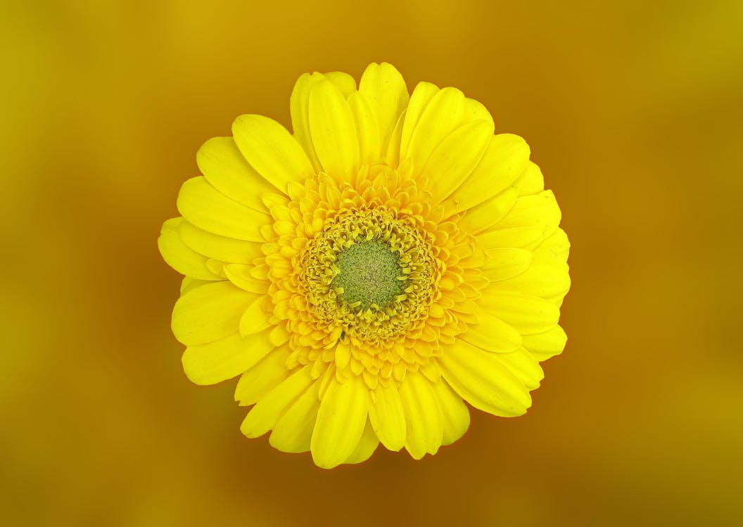 免費 黃色雛菊在微距照片 圖庫相片
