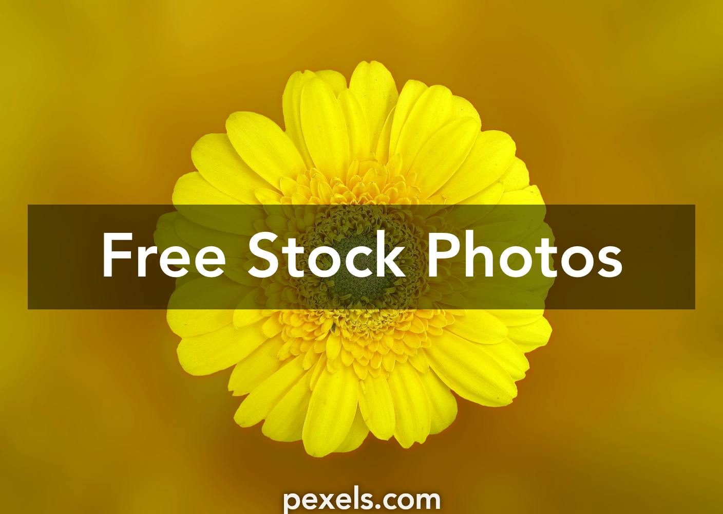 Download 80 000 Best Yellow Flower Photos 100 Free Download Pexels Stock Photos