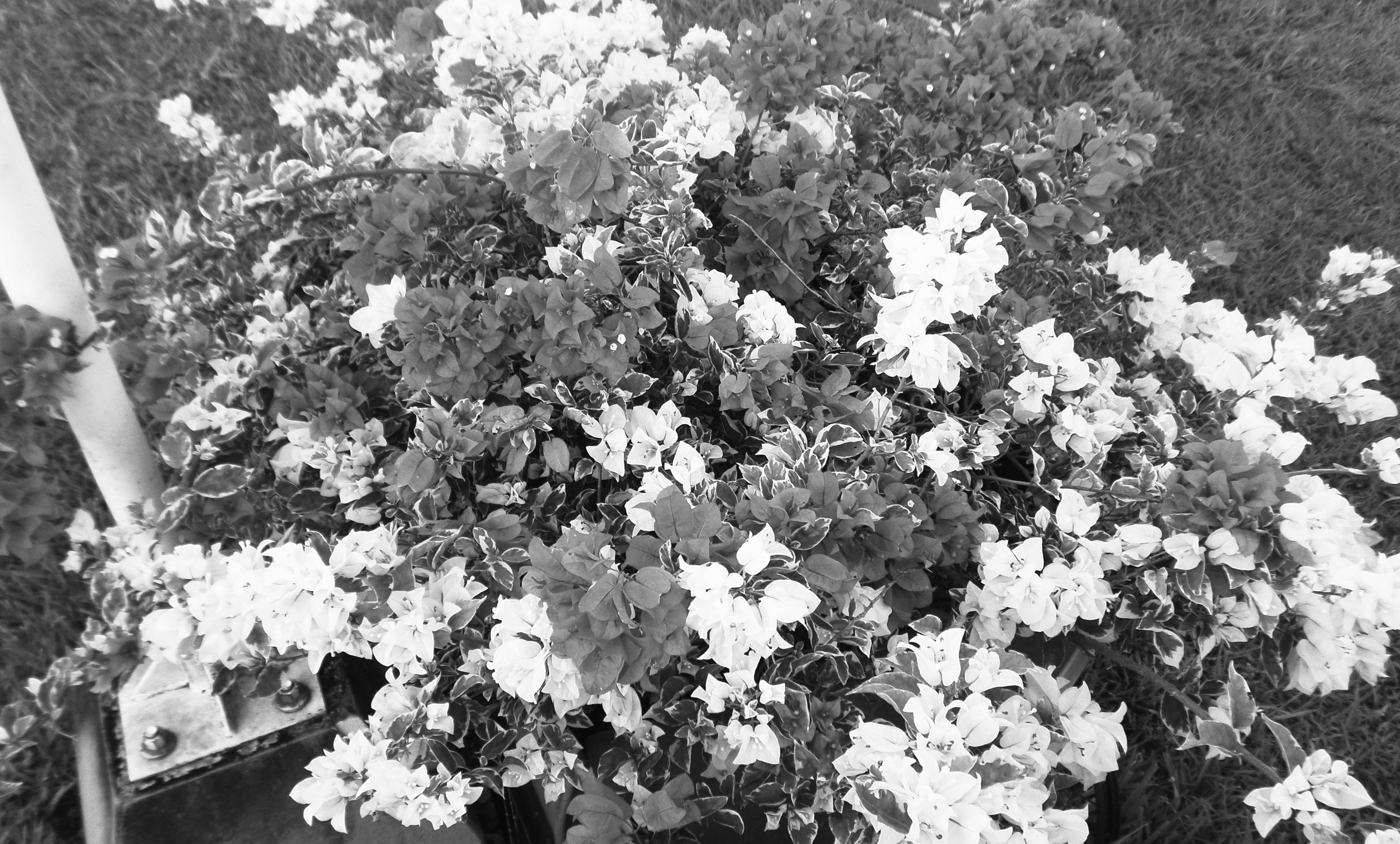 Free stock photo of black and white, flowers