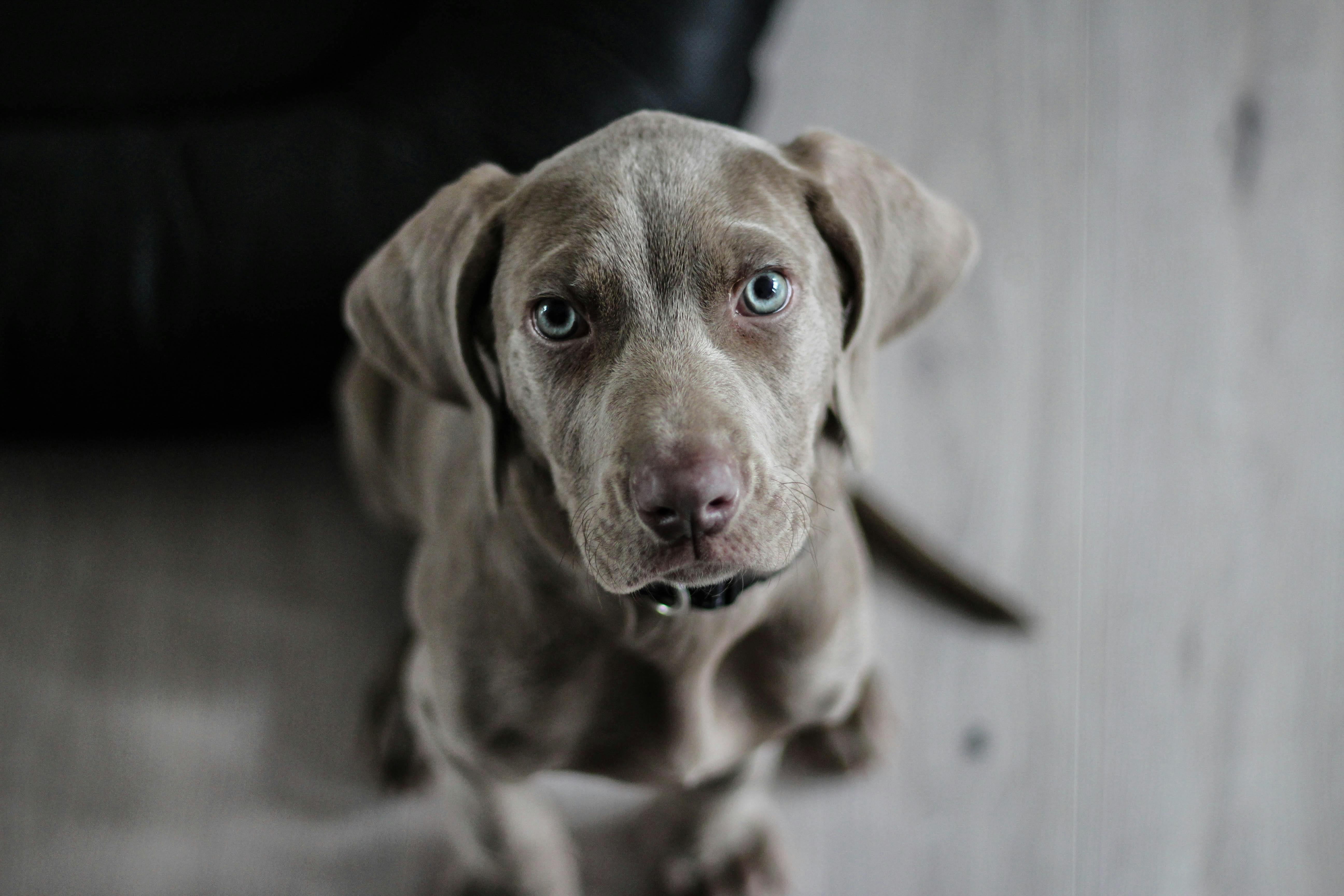 Cane Medio Pelo Corto Nero Sul Pavimento · Immagine gratuita