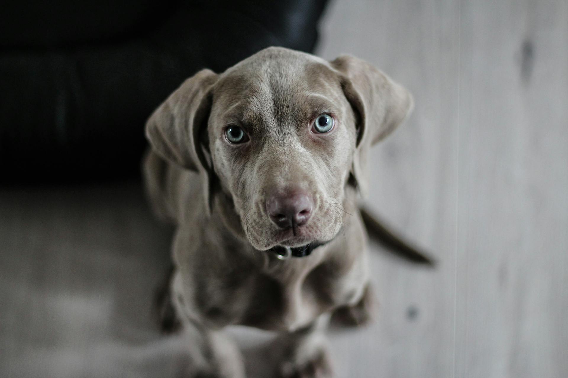 Zwarte korte jas middelgrote hond op de vloer