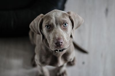 Dog with toy in mouth, looking happily