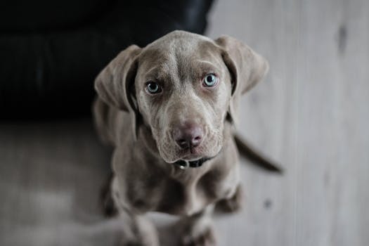 Black Short Coat Medium Dog on Floor