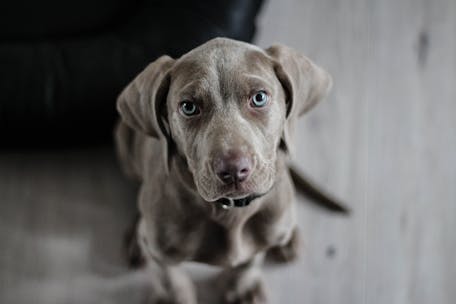 Adorable Weimaraner puppy with striking blue eyes looking attentively. Perfect pet portrait.