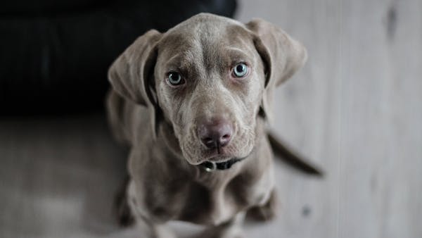 Adorable Weimaraner puppy with striking blue eyes looking attentively. Perfect pet portrait.