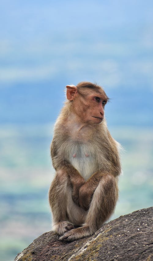 Close-Up Shot of a Monkey Sitting