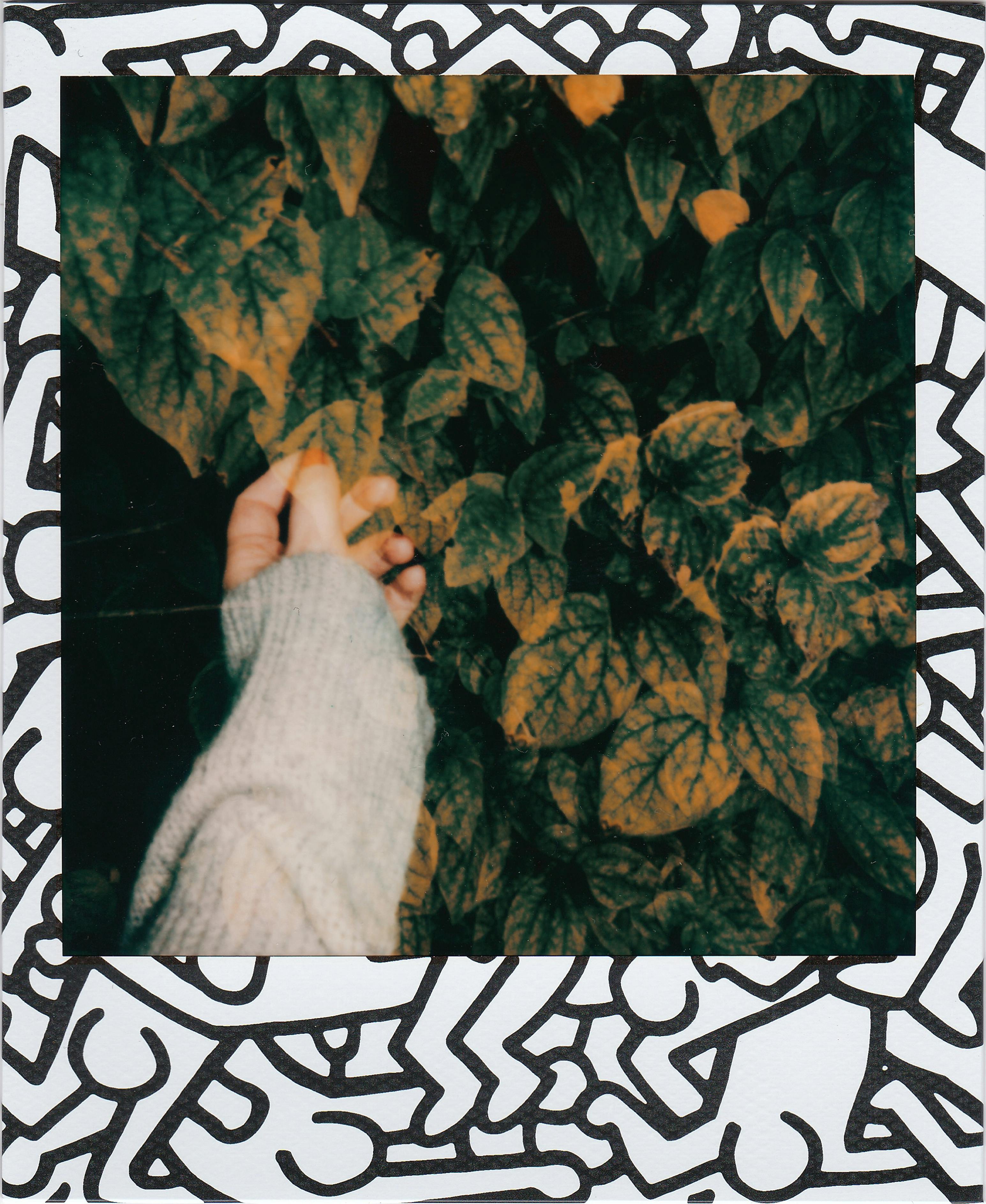 Hand holding leaves in an artistic Polaroid shot with intricate border design.