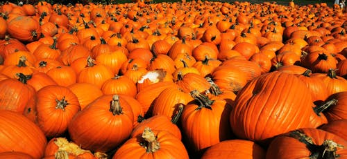 Free Fresh Pumpkins Stock Photo