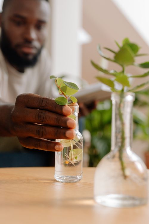 Free A man carefully placing a sprout into a clear glass vase indoors, with soft lighting. Stock Photo
