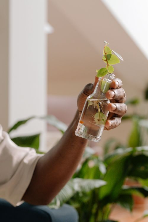 Free A hand holds a glass bottle containing a small plant cutting, indoors with blurred greenery background. Stock Photo