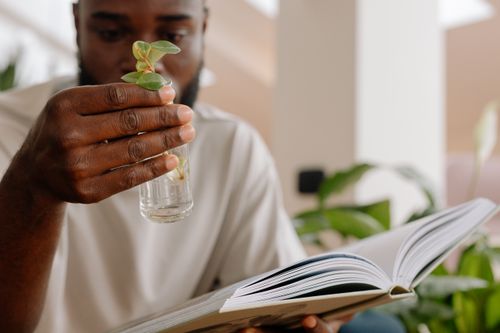 Free A man holds a small plant while reading a book indoors, emphasizing learning and nature. Stock Photo