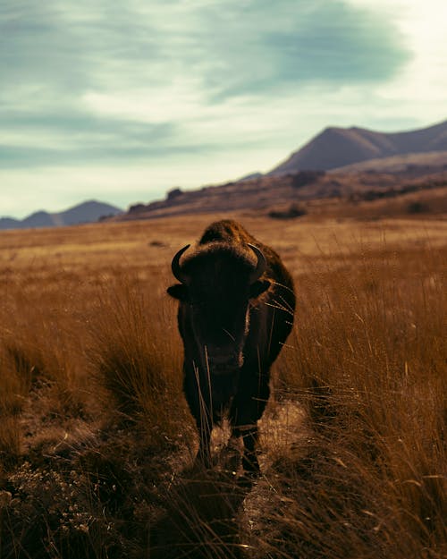 Kostnadsfri bild av artiodactyla, bison, bovidae