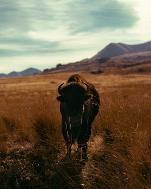 Ilmainen kuvapankkikuva tunnisteilla biisoni, bovidae, eläin