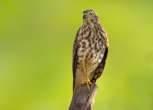 Free Close-Up Shot of a Falcon Perched on a Wood Stock Photo