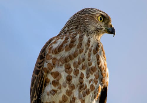 Free Close-Up Shot of a Falcon Stock Photo