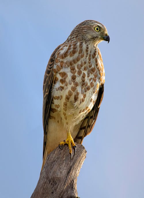 Free Close-Up Shot of a Falcon Perched on a Wood Stock Photo