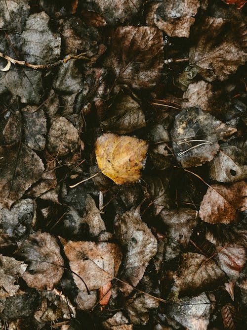 Gratis stockfoto met aarde, bladeren, herfst