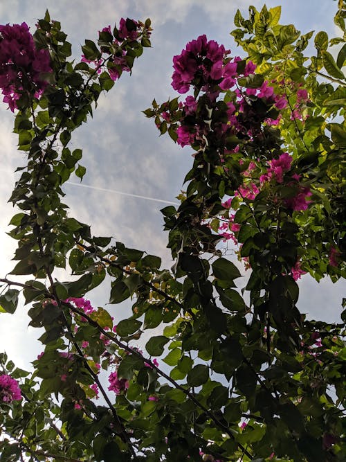 Fotobanka s bezplatnými fotkami na tému bougainvillea, flóra, lístie