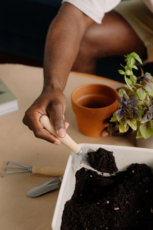 Free A close-up of indoor gardening with a hand tending to potted basil using gardening tools. Stock Photo