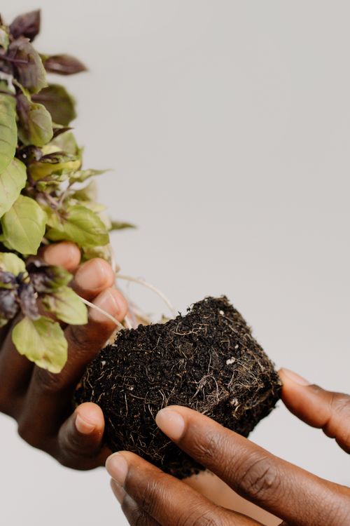 Free Close-up of hands holding a basil plant with soil, showcasing gardening and nature. Stock Photo
