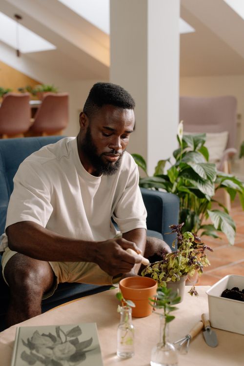 Free Adult man planting a potted plant indoors, showcasing home gardening in a cozy living room. Stock Photo
