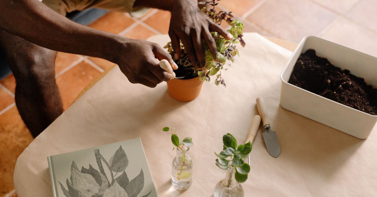 Guide Complet pour Cultiver des Légumes en Intérieur