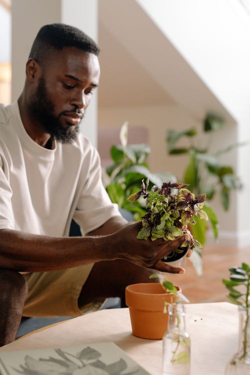 Free Man nurturing a plant indoors, showcasing peaceful home gardening routine. Stock Photo