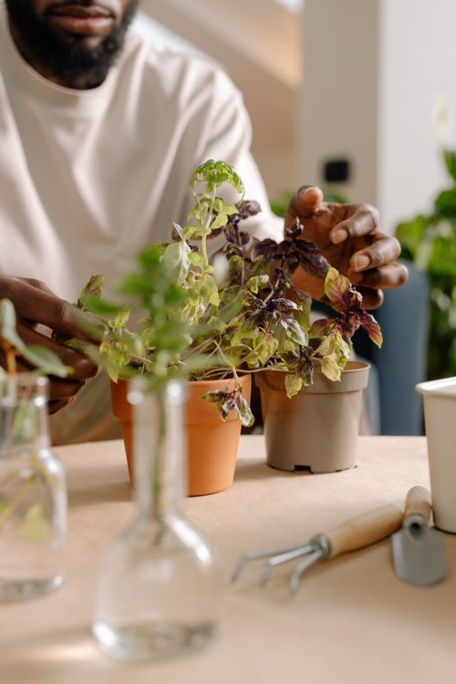 Free A close-up of a man caring for plants in flowerpots indoors. Stock Photo
