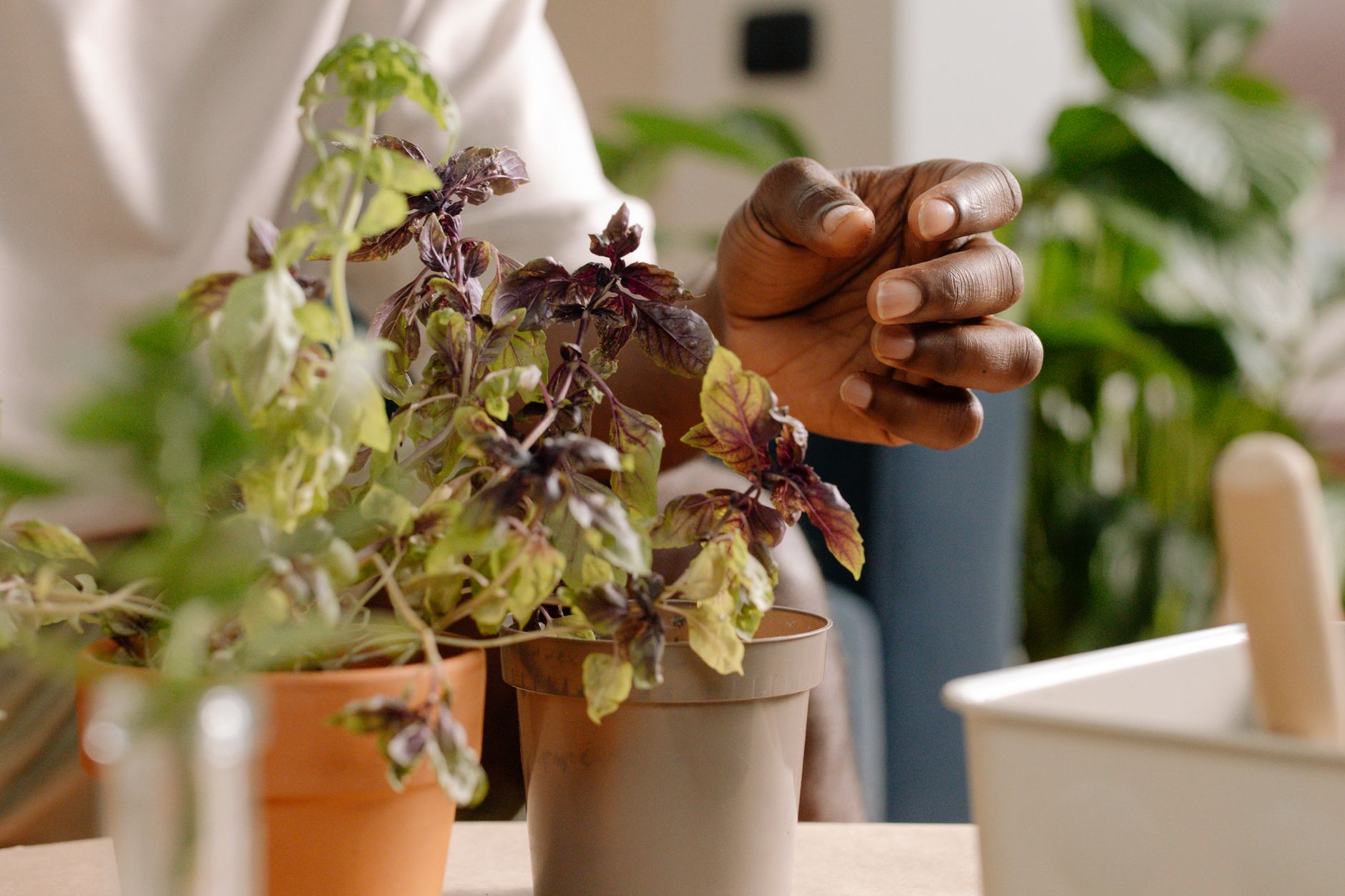 gardener pinching basil plant