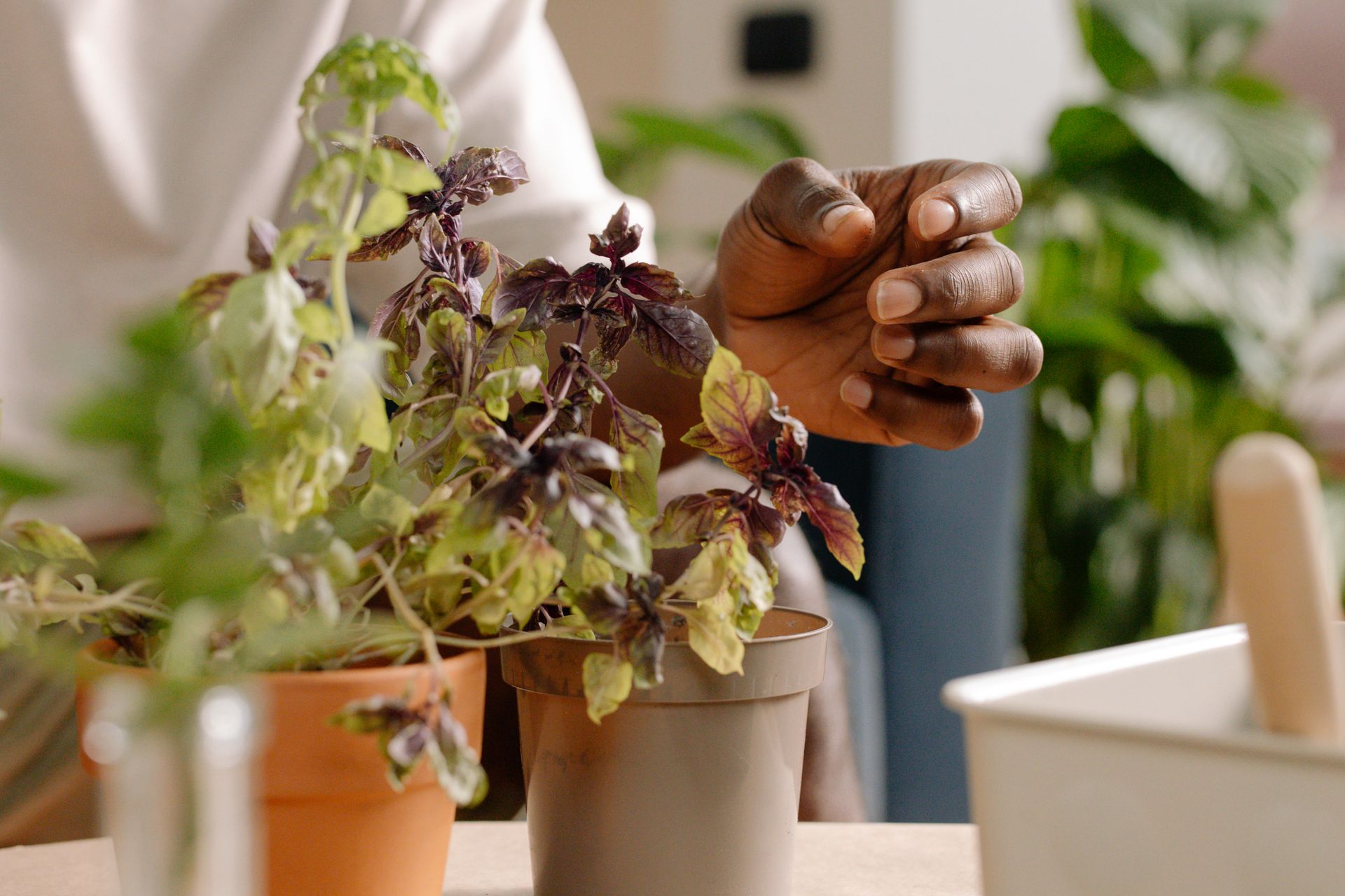 A close-up image of a hand tending to potted basil plants on a table indoors.