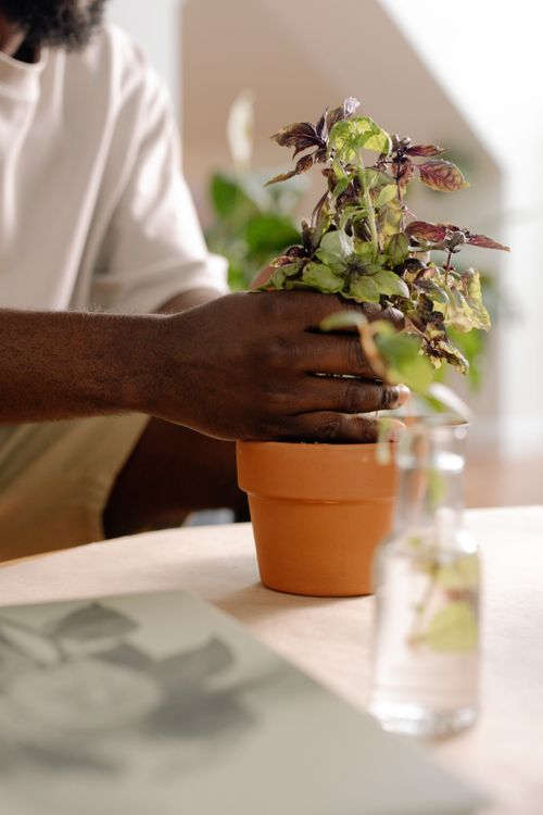 Free A close-up of hands tending to a potted basil plant inside a cozy room. Stock Photo