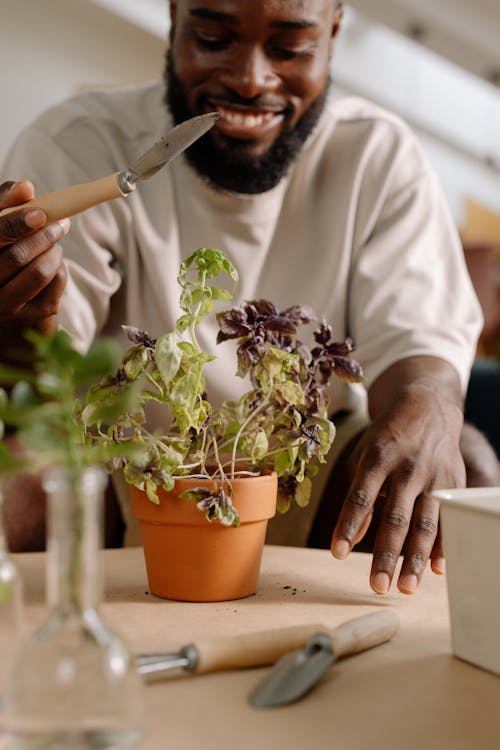 Planting an Indoor Plant