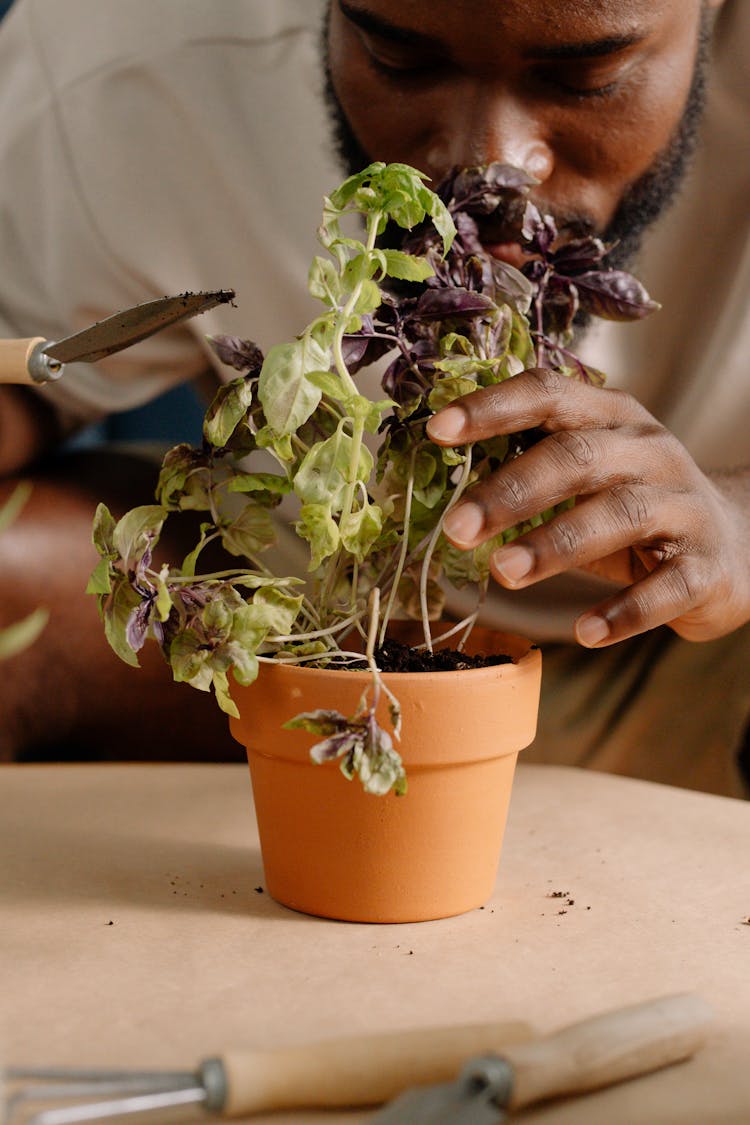 A Man Planting A Plant 