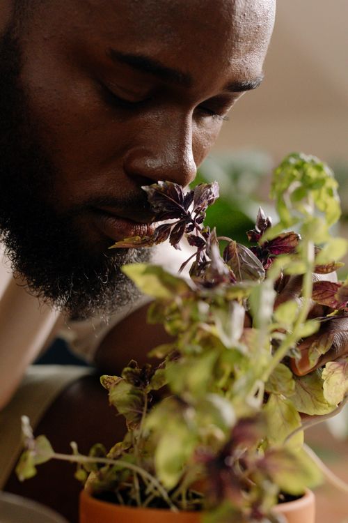 Free Close-up of a man enjoying the scent of fresh basil in a pot. Stock Photo