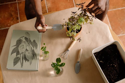 Foto d'estoc gratuïta de casa de jardineria, eines de jardineria, llibre