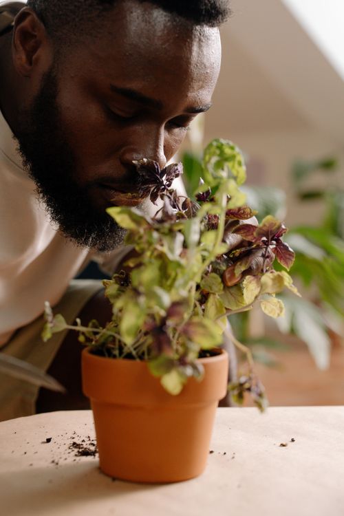 Free A close-up of a bearded man with eyes closed, enjoying the scent of a potted plant indoors. Stock Photo