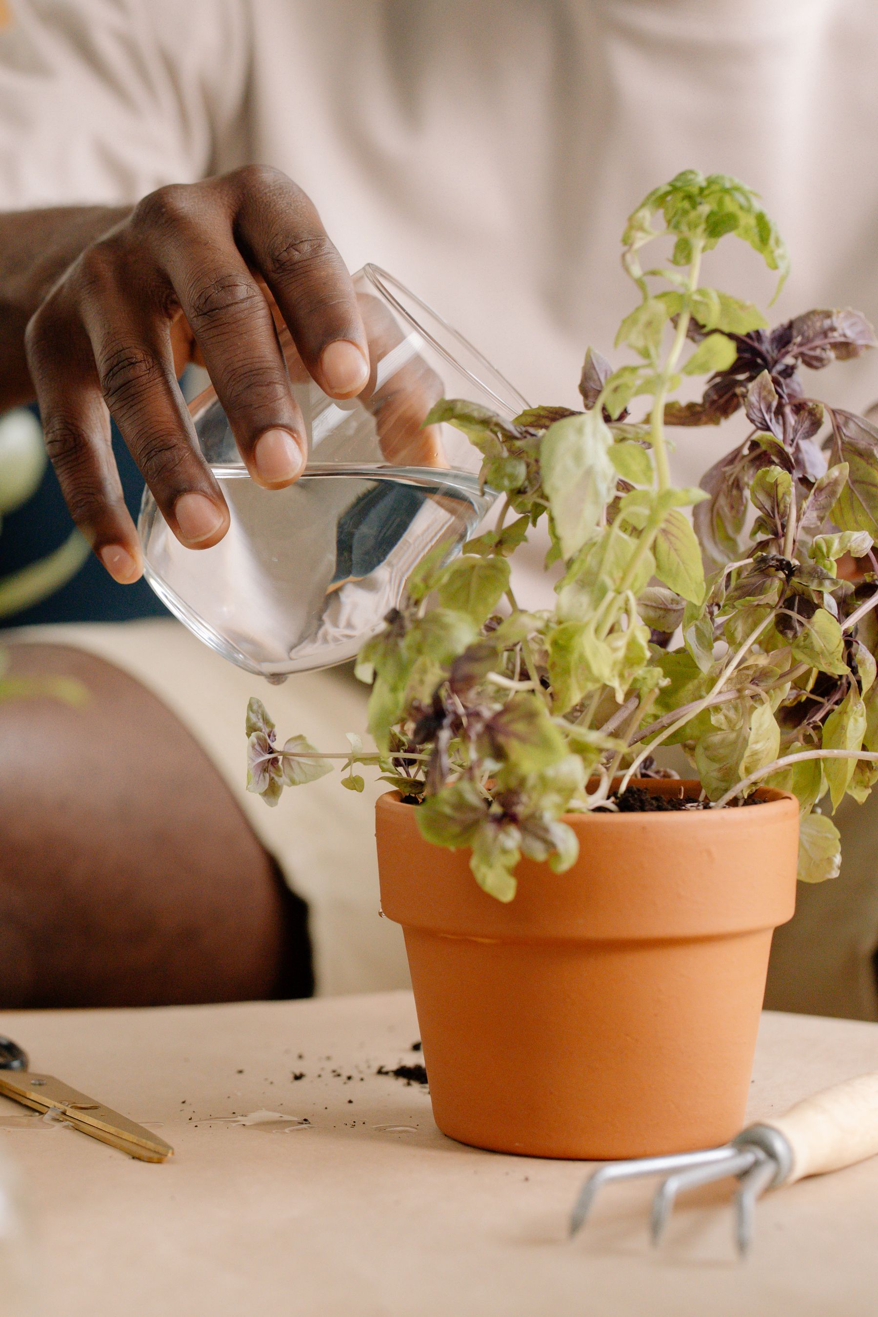 Hand watering a potted plant