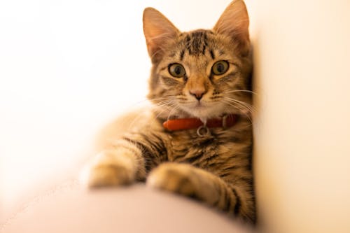 Close-Up Shot of a Tabby Cat