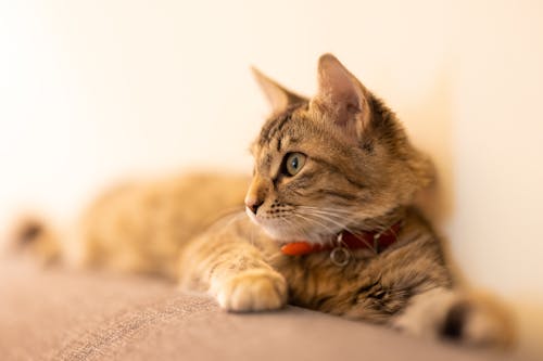 Close-Up Shot of a Tabby Cat