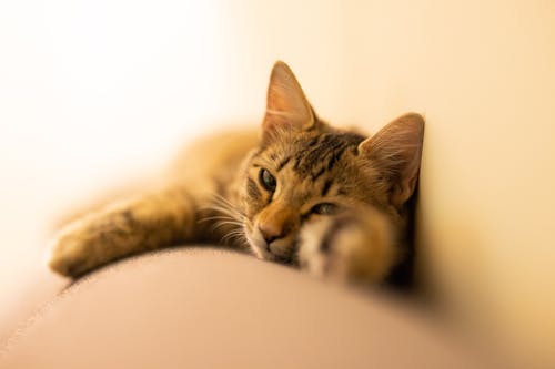Close-Up Shot of a Tabby Cat Lying Down
