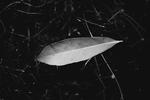 Grayscale Photo of a Leaf on Grass