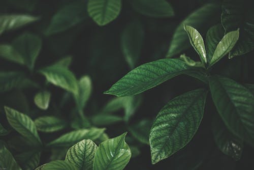 나뭇잎, 녹색, 식물의의 무료 스톡 사진