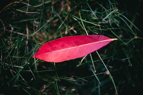 Close-Up Shot of a Red Leaf on the Grass