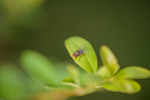 Close-Up Shot of a Fly Perched on a Leaf