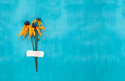 Close-Up Shot of Dry Yellow Flowers on a Blue Surface