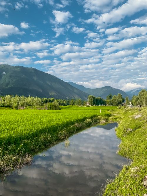 Free Lush green paddy fields with a scenic mountain view under a blue sky with clouds. Stock Photo