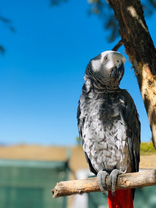 Free Close-Up Shot of a Gray Parrot Perched on a Tree Branch Stock Photo