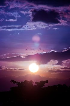 Breathtaking sunset featuring vibrant colors, silhouetted trees, and birds in flight.