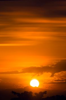 A breathtaking sunset with golden hues and silhouetted trees creating a serene, scenic view.