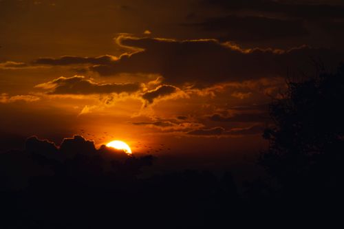 Free A vibrant sunset creates dramatic silhouettes of trees against a glowing sky. Stock Photo